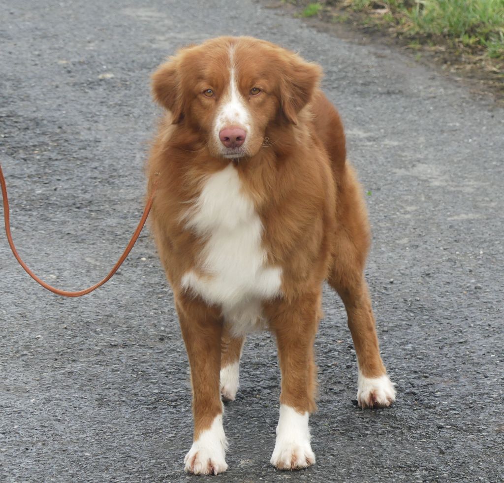 CH. Lupus Dei Trick or treat