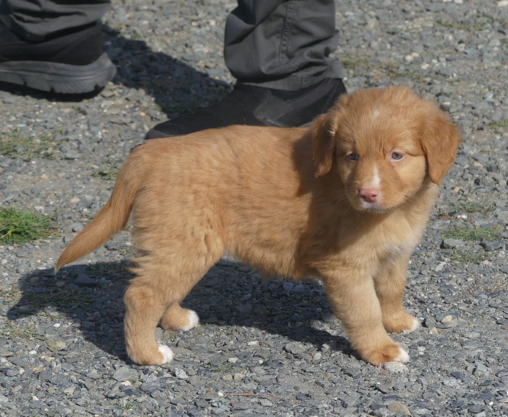 Lupus Dei - Chiots disponibles - Retriever de la Nouvelle-Ecosse