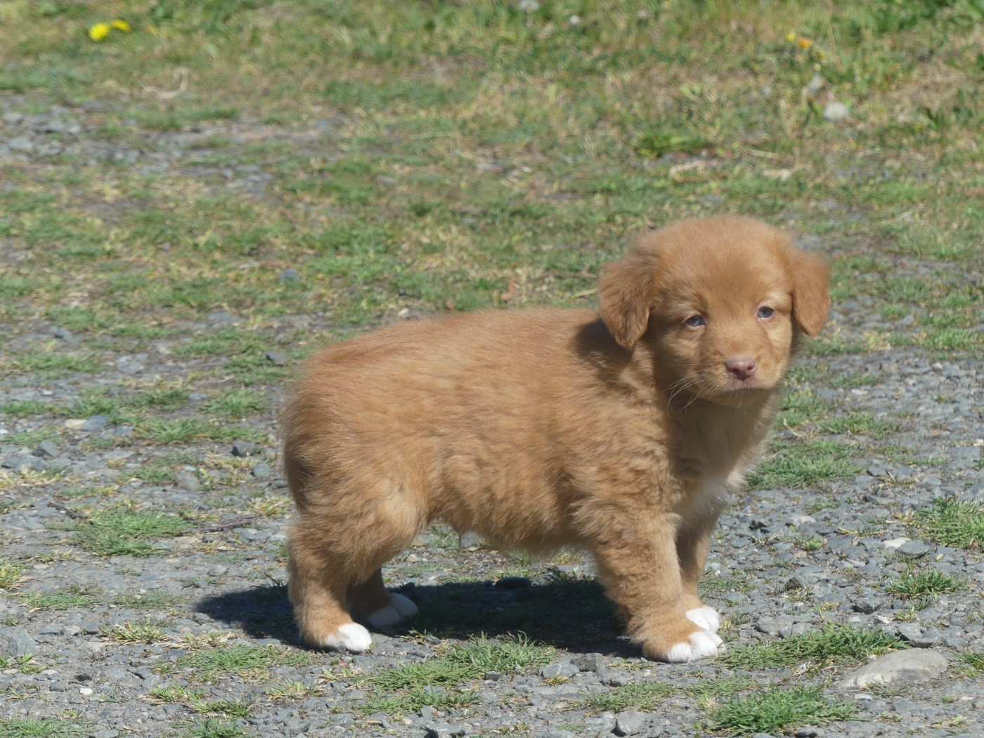 Lupus Dei - Retriever de la Nouvelle-Ecosse - Portée née le 24/02/2026