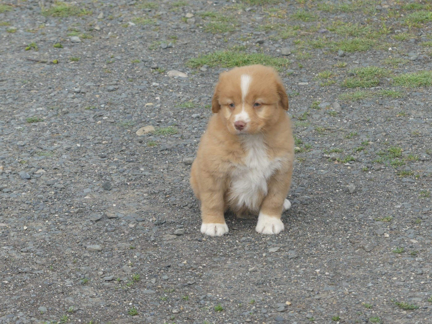 Lupus Dei - Retriever de la Nouvelle-Ecosse - Portée née le 20/03/2026