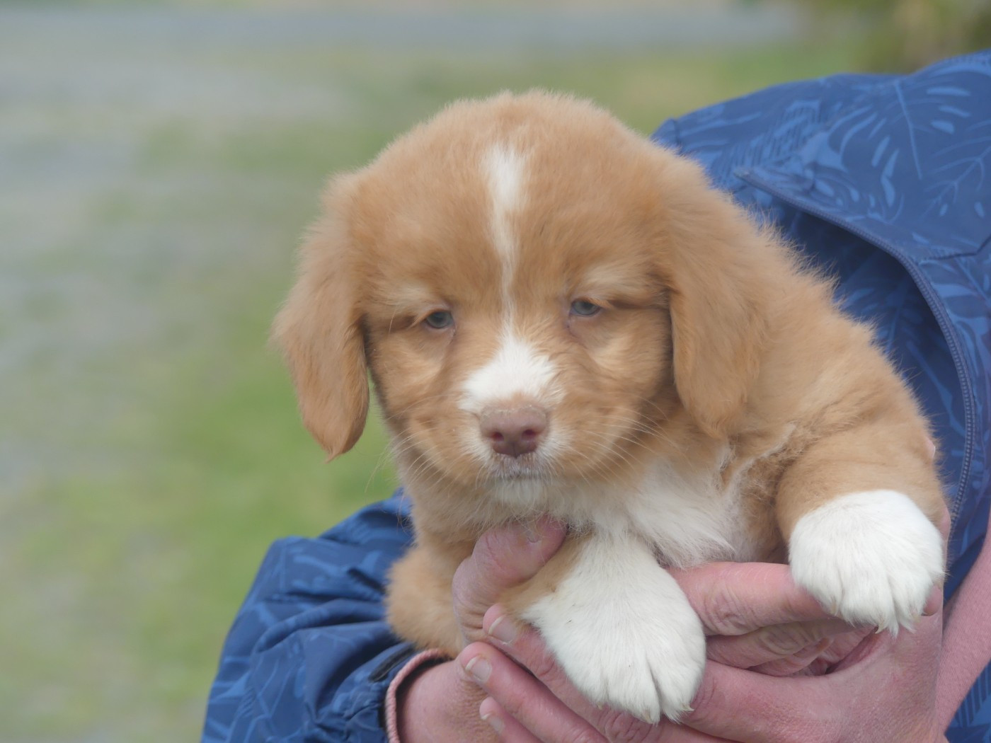 Lupus Dei - Chiots disponibles - Retriever de la Nouvelle-Ecosse