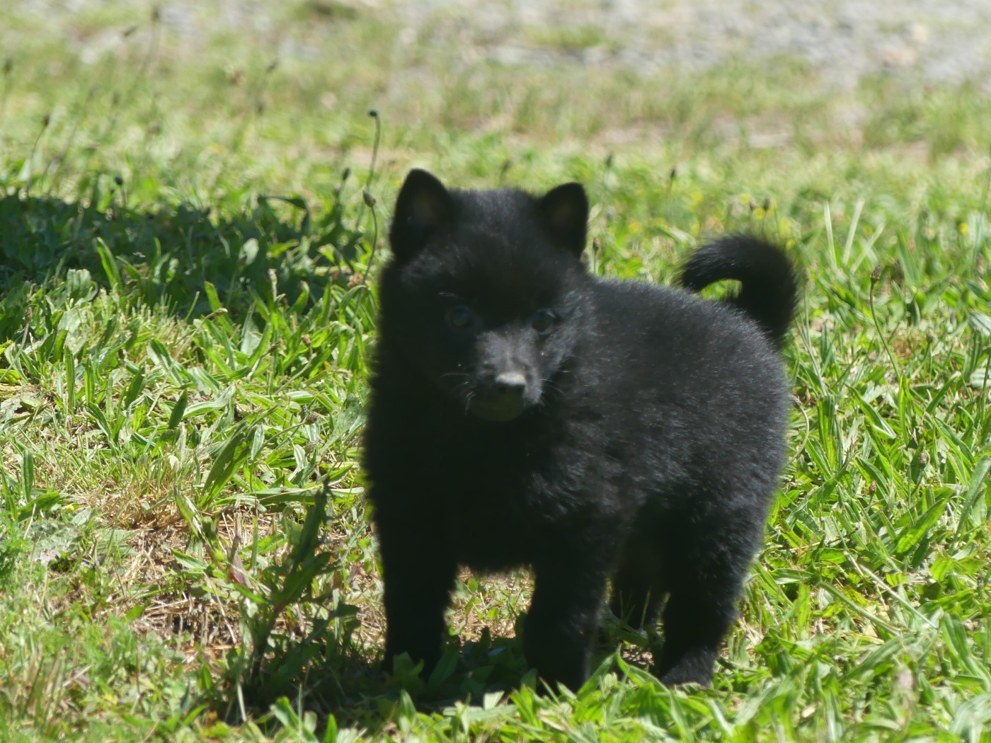 Lupus Dei - Chiots disponibles - Schipperke