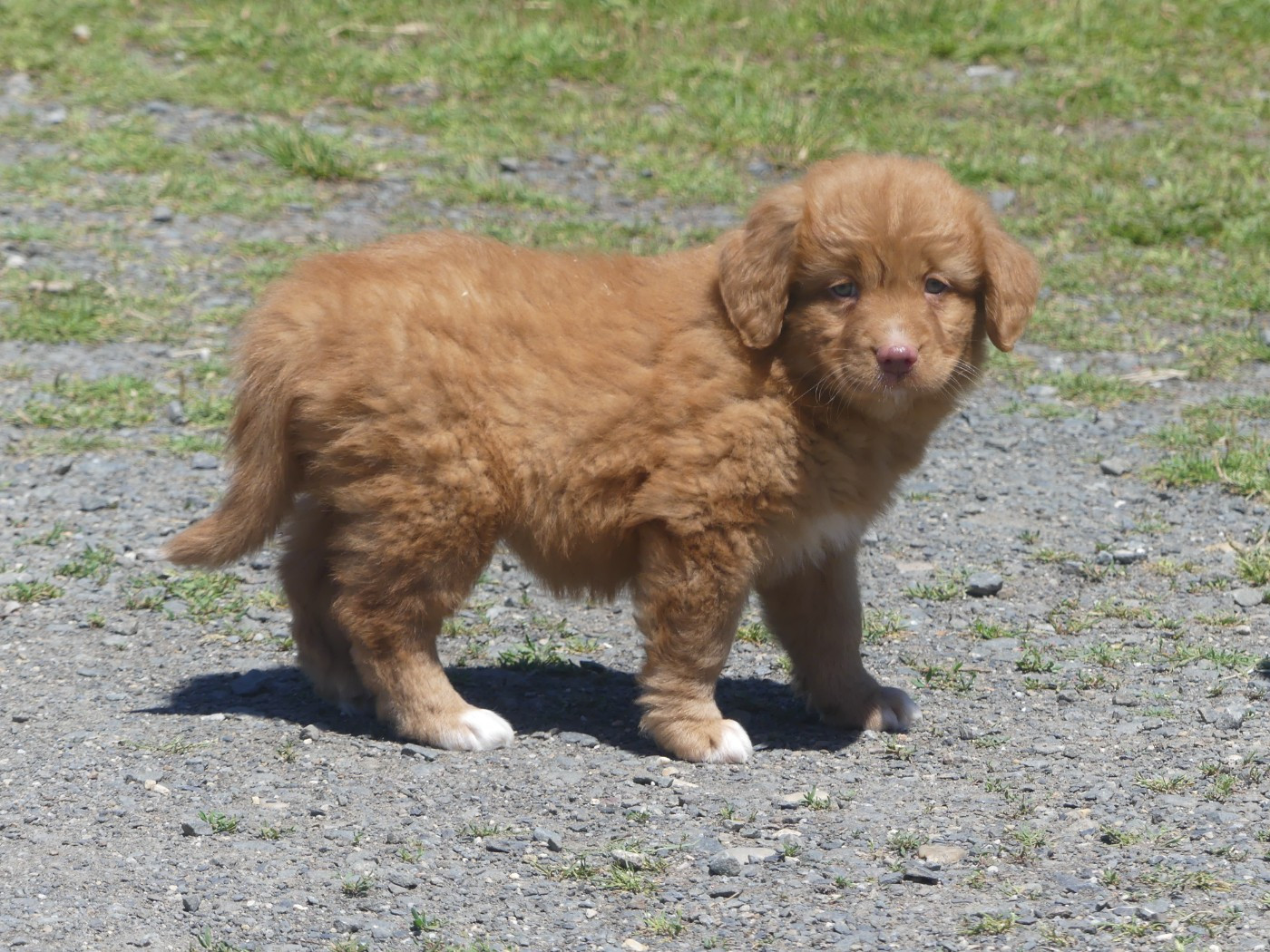 Lupus Dei - Retriever de la Nouvelle-Ecosse - Portée née le 01/04/2026