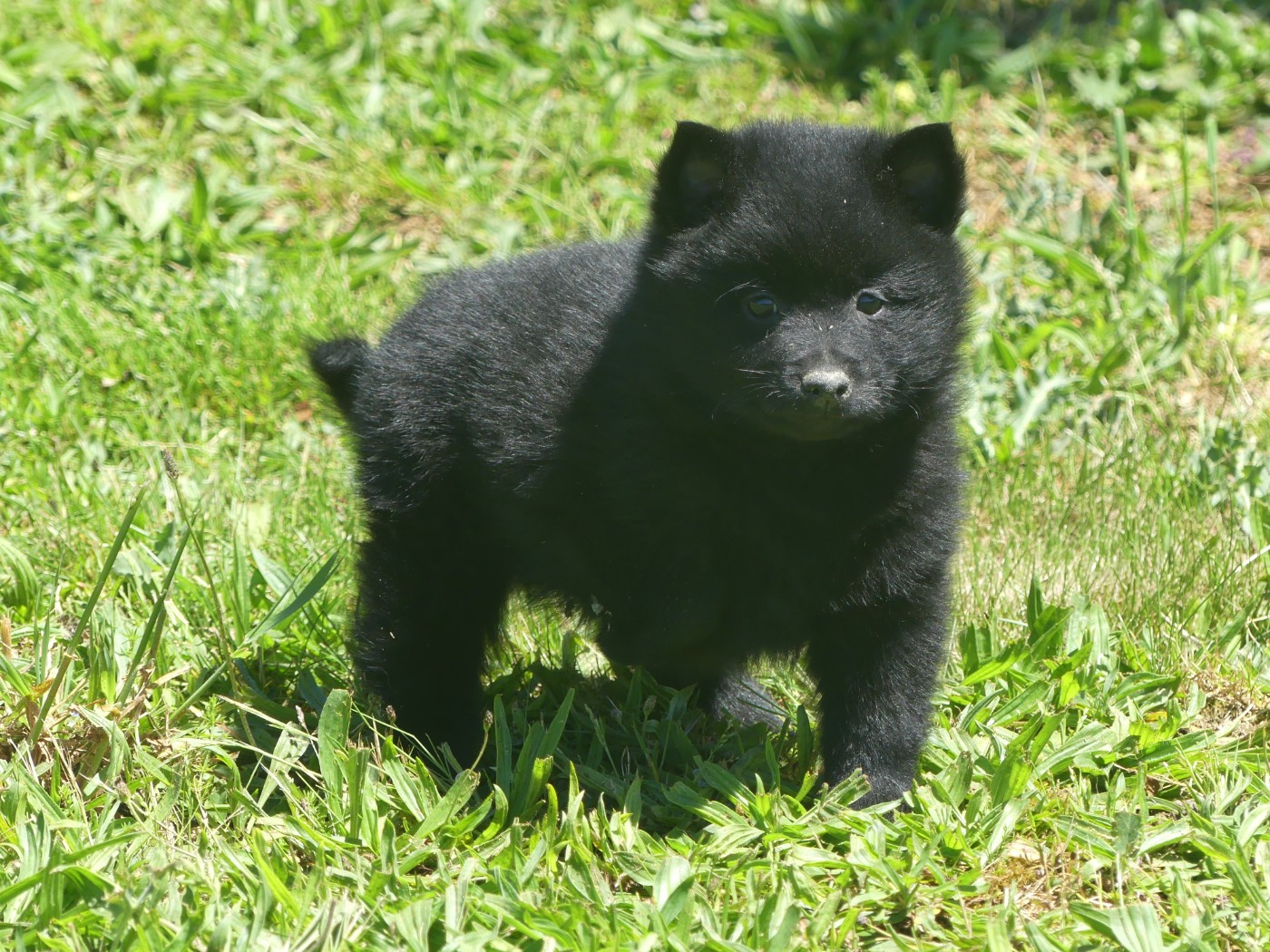 Lupus Dei - Chiots disponibles - Schipperke