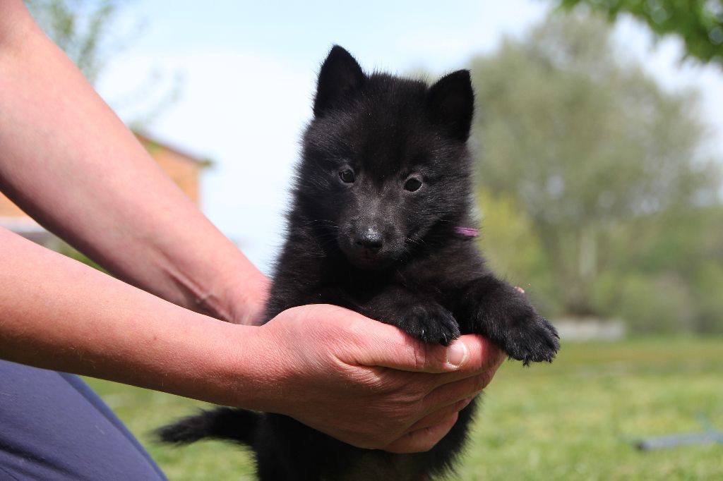 CHIOT