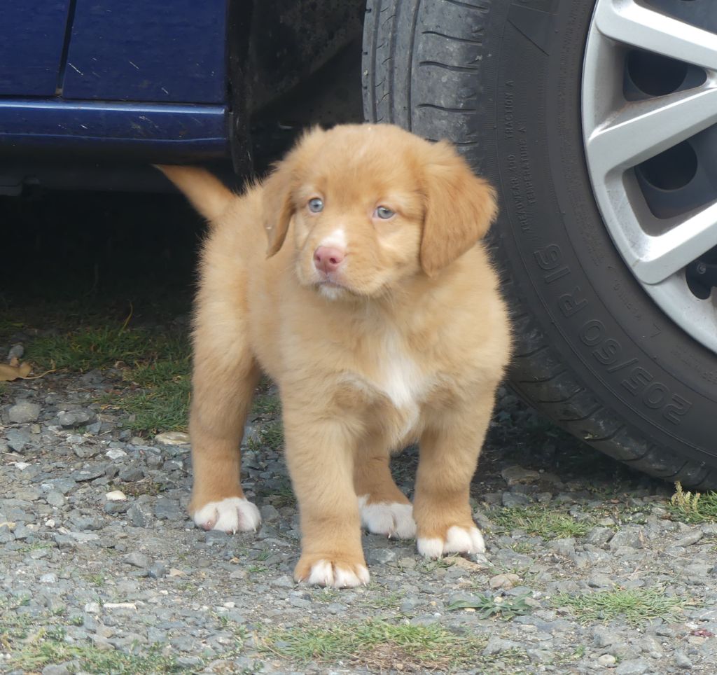 Lupus Dei - Retriever de la Nouvelle-Ecosse - Portée née le 25/08/2025