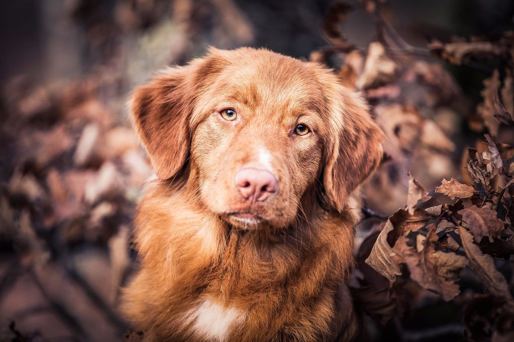 Accueil - Elevage Lupus Dei - eleveur de chiens Retriever de la